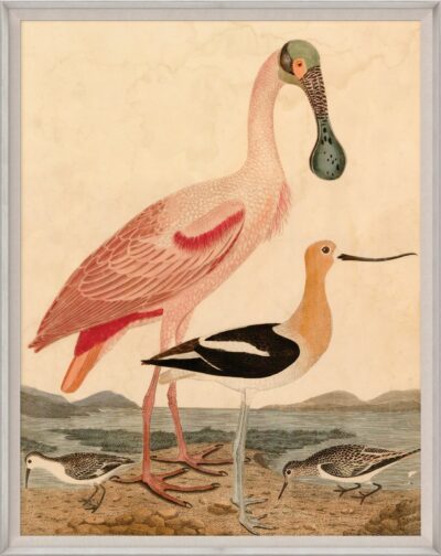 Framed Warnicke Spoonbill Ornithological Print with Walnut Frame