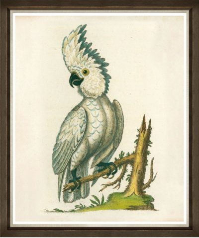 The image features a framed print of a cockatoo which is predominantly white with blue accents on its wings and tail feathers