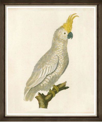 Yellow parrot with yellow feathers on the head perched on a branch