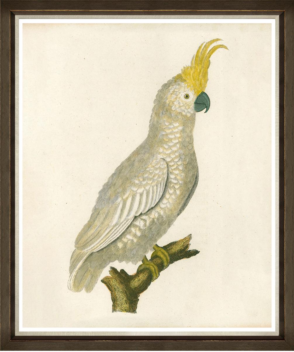 Yellow parrot with yellow feathers on the head perched on a branch