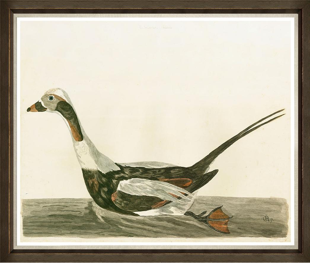 The image showcases a framed print of a seabird specifically a Seabird II reproduction art piece The bird is depicted in flight