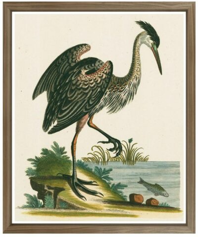 This is an image of a framed reproduction art print featuring a heron in flight captured in a realistic style The heron