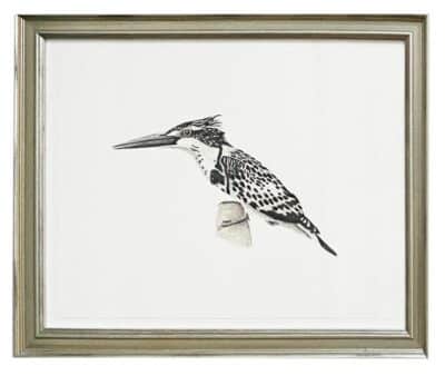 Pied Kingfisher bird in black and white illustration on paper with silver frame.