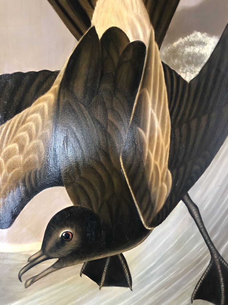 Large Fork Tail Petrels in Flight Painting