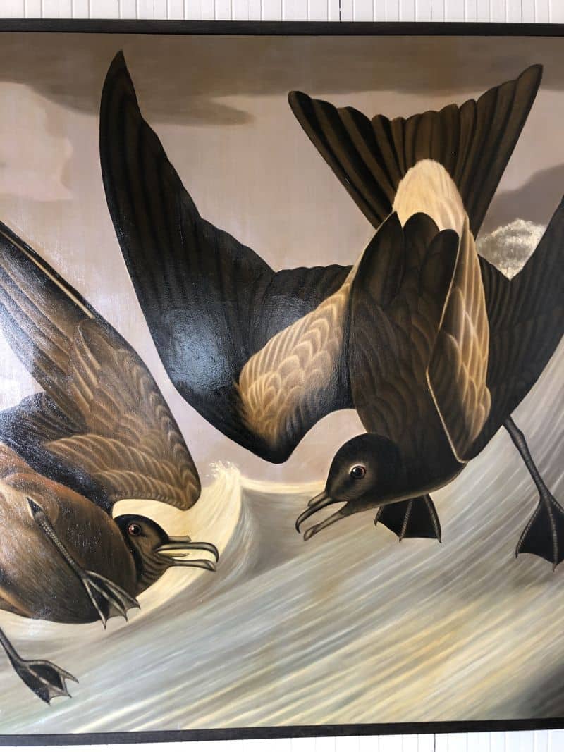 Two fork-tail petrels in flight.