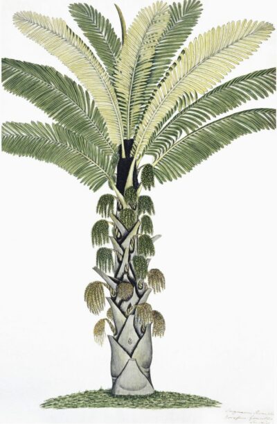 An elegant reproduction of an East Indian palm tree print showcasing vibrant tropical foliage against a serene sky presented in a wide