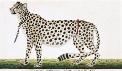 18th century cat reproduction art on archival paper, framed print with chain leash.