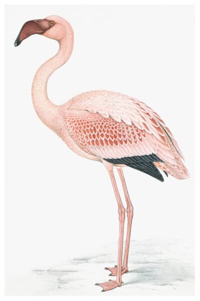A reproduction art print featuring a left-facing flamingo reminiscent of an 18th or 19th century Swedish painting displayed in a white frame