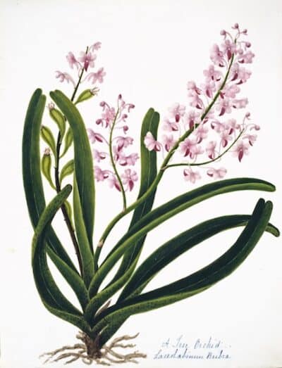 Striking Nehru Pink Rock Orchid Botanical Print in Gallery White Frame, showcasing intricate details.