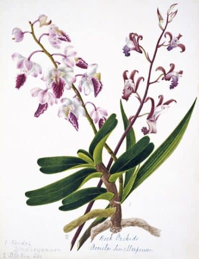 Nehru Pink Tree Orchid Botanical Print in Gallery White Frame, Additional Sizes and Frame Options Available