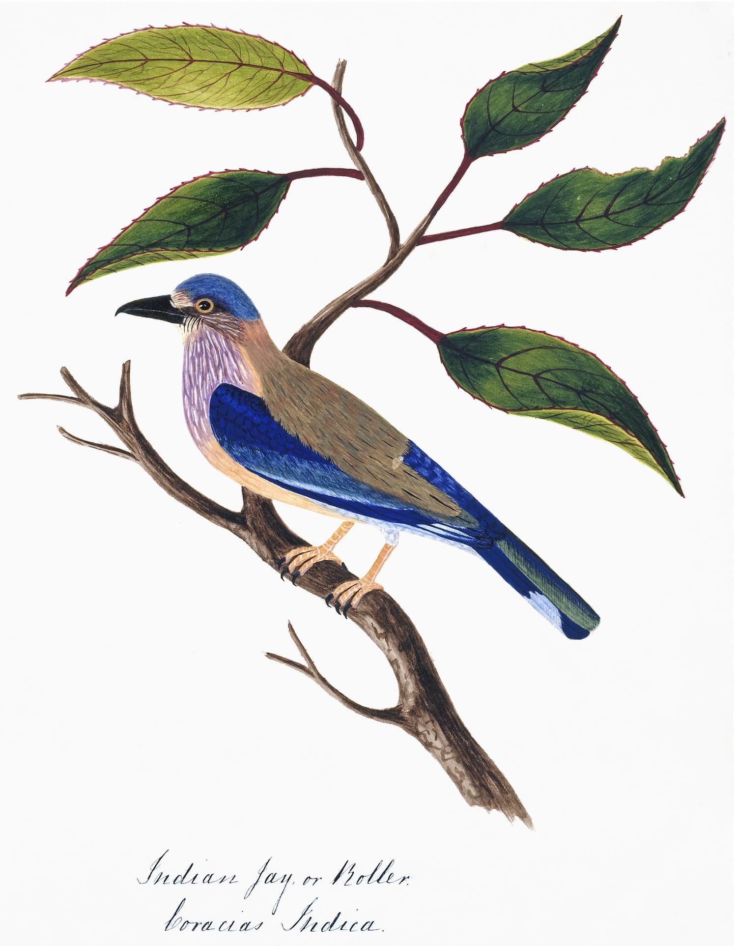 Nehru Indian Jay Bird in a natural walnut frame, showcasing vibrant colors and intricate details.