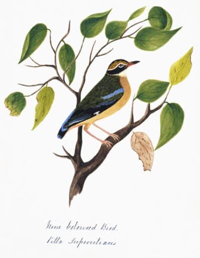 Nehru Nine Coloured Bird Print in Natural Walnut Frame, Palm Beach Edition.