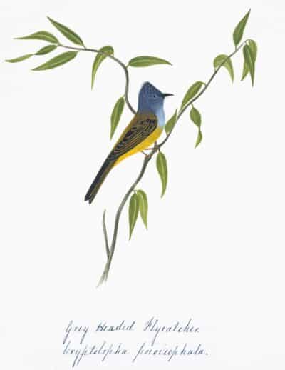 Grey-headed Flycatcher bird print in natural walnut frame, close-up view.