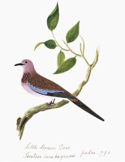 Close-up of Nehru Little Brown Dove Bird in walnut frame, showcasing intricate details of feathers and beak.