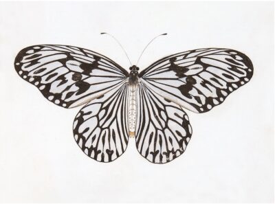 Swedish Dark Brown Butterfly