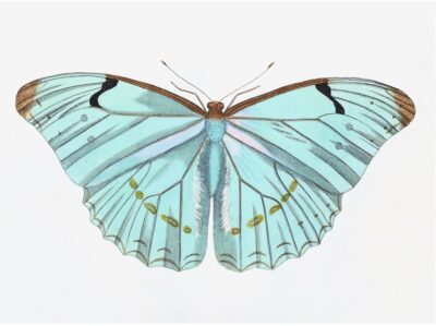 Swedish Light Aqua Butterfly