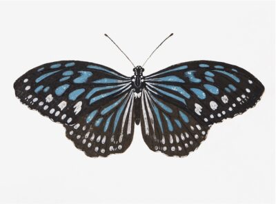 Swedish Black, Blue and White Butterfly