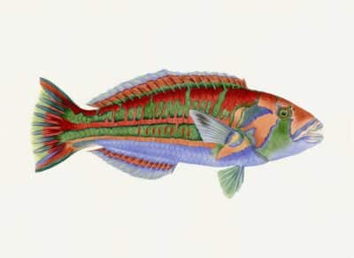 Polynesian Fish Print 1