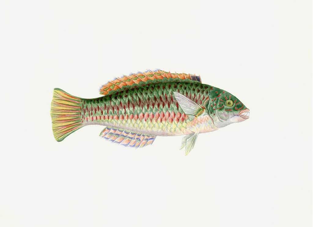 Polynesian Fish Print 2