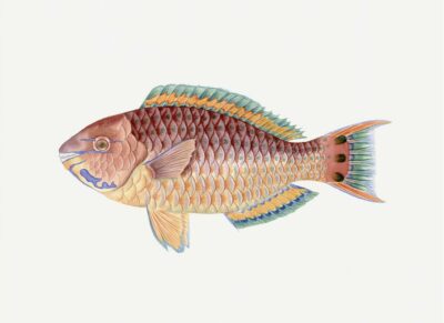 Polynesian Fish Print 4