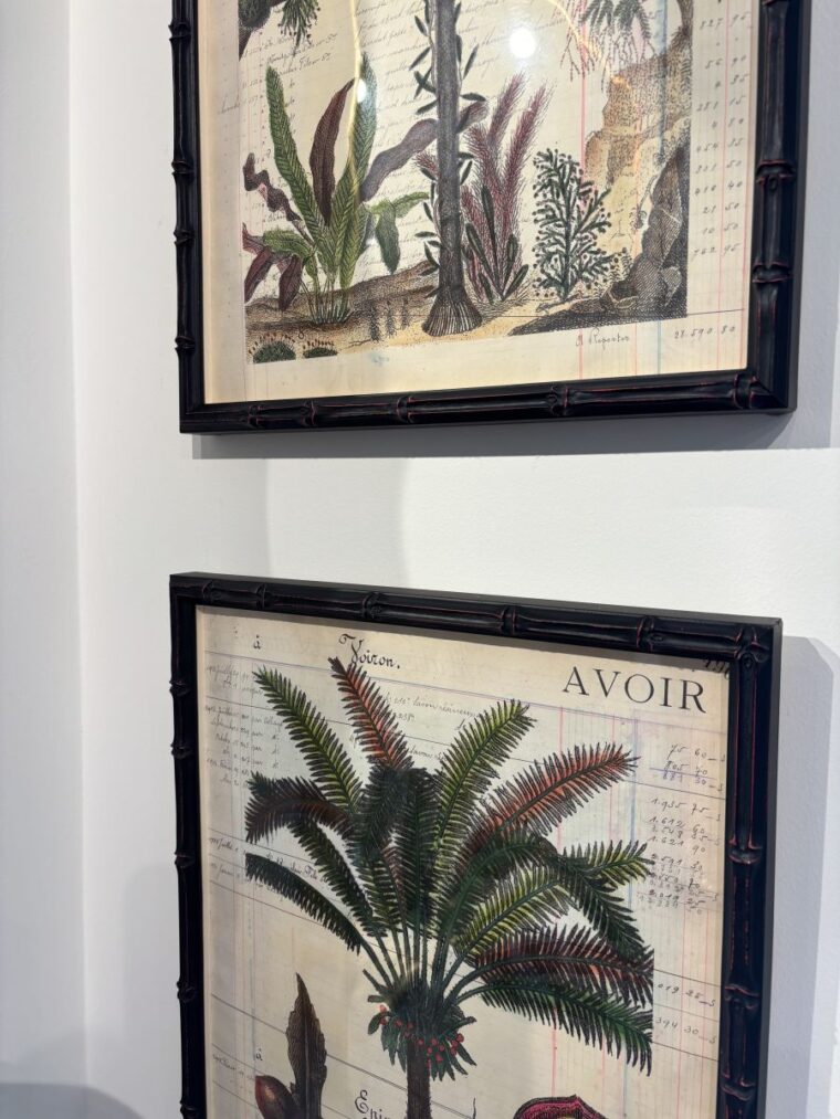 Pair of Antique Hand Colored Palm Tree Engravings - Image 3