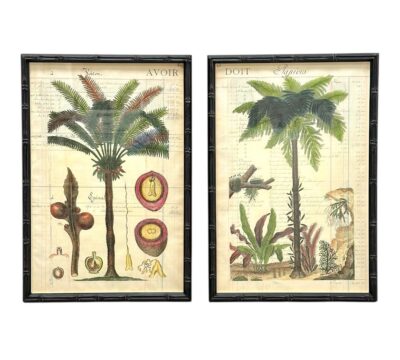 Pair of Antique Hand Colored Palm Tree Engravings