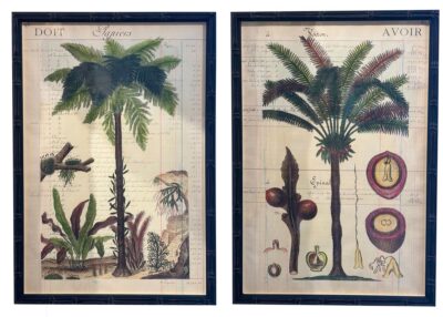 Pair of Antique Hand Colored Palm Tree Engravings