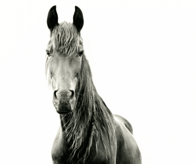 Equus Standing Horse Black and White Photograph