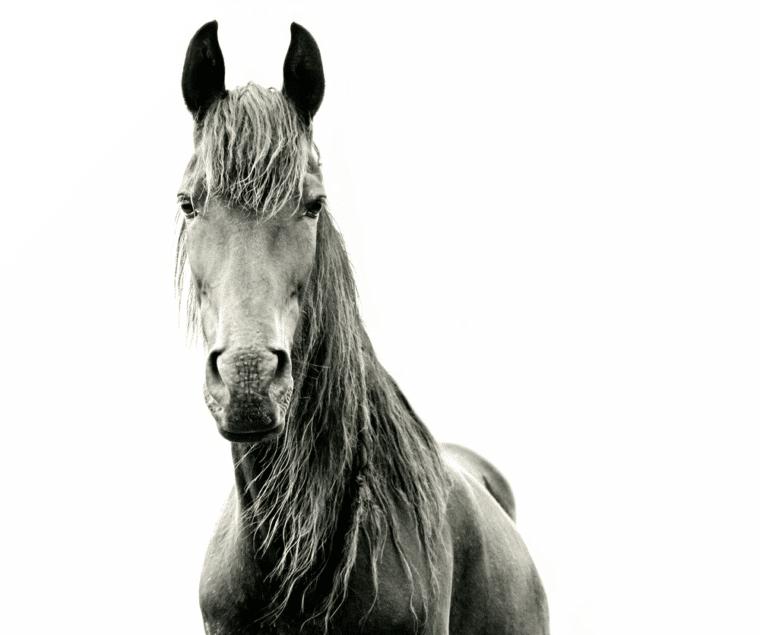 Equus Standing Horse Black and White Photograph