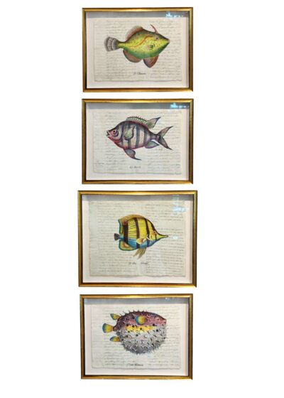 Set of 4 Antique Hand Colored Fish Engravings
