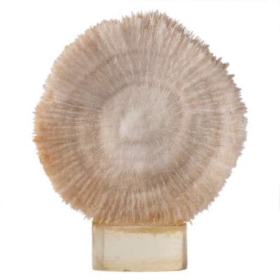 Vintage White Textured Coral
