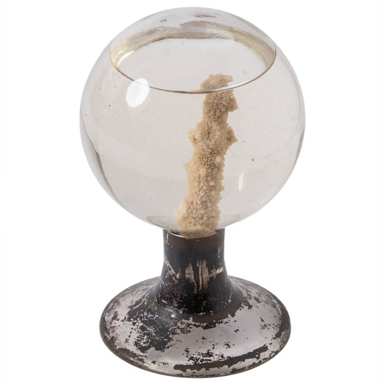 Antique French Glass Globe with Coral - Image 2