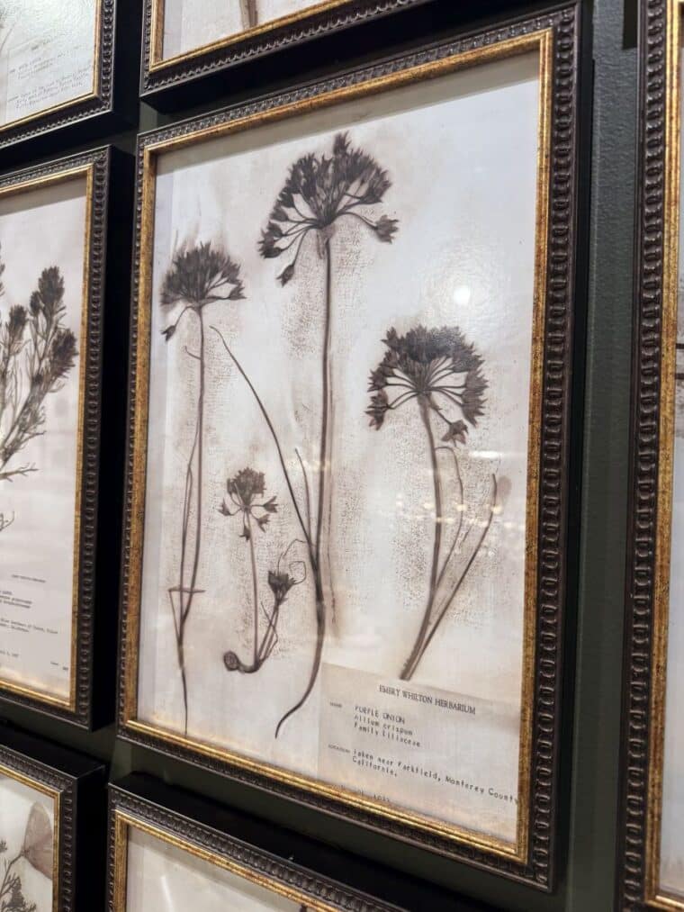 Set of 18 Botany Framed Prints - Image 9