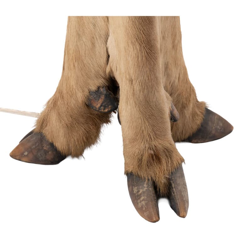 Pair of Vintage Deer Hoof Lamps - Image 6