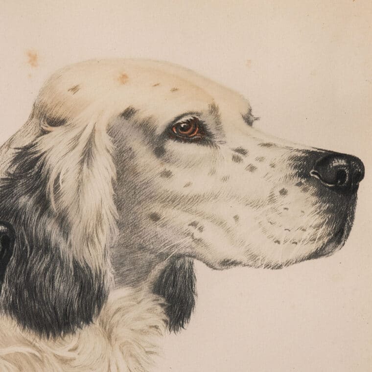 Vintage Sporting Dog Lithograph - Image 3