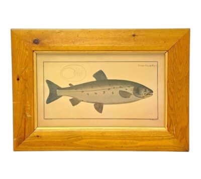 Vintage Framed Atlantic Salmon Print