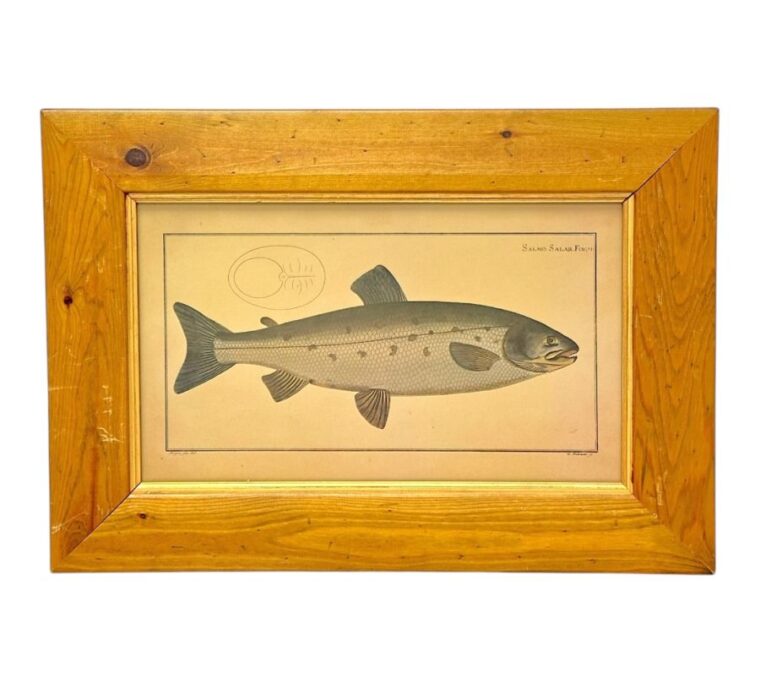 Vintage Framed Atlantic Salmon Print