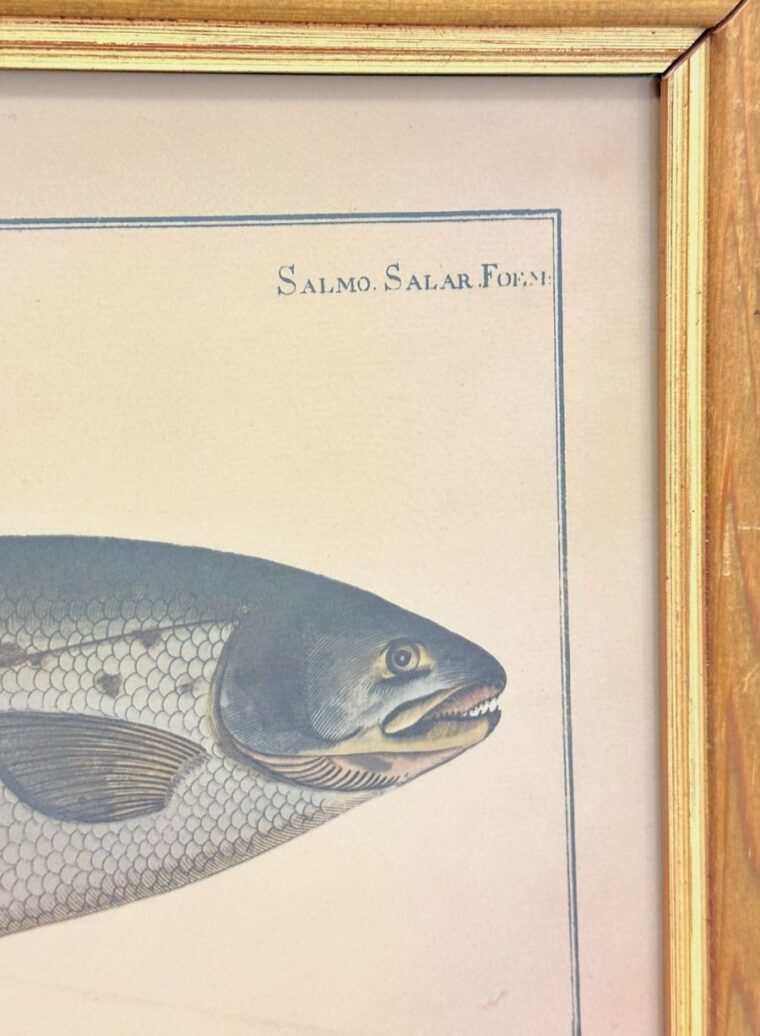 Vintage Framed Atlantic Salmon Print - Image 4