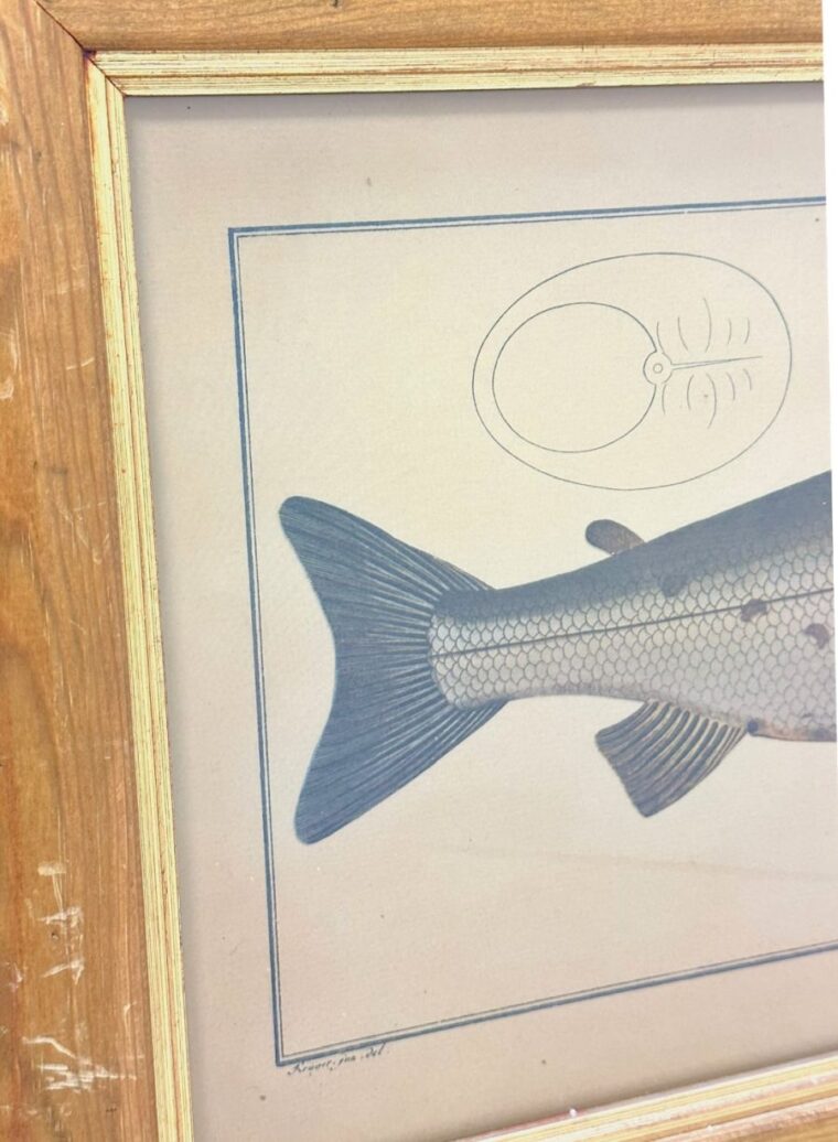 Vintage Framed Atlantic Salmon Print - Image 5