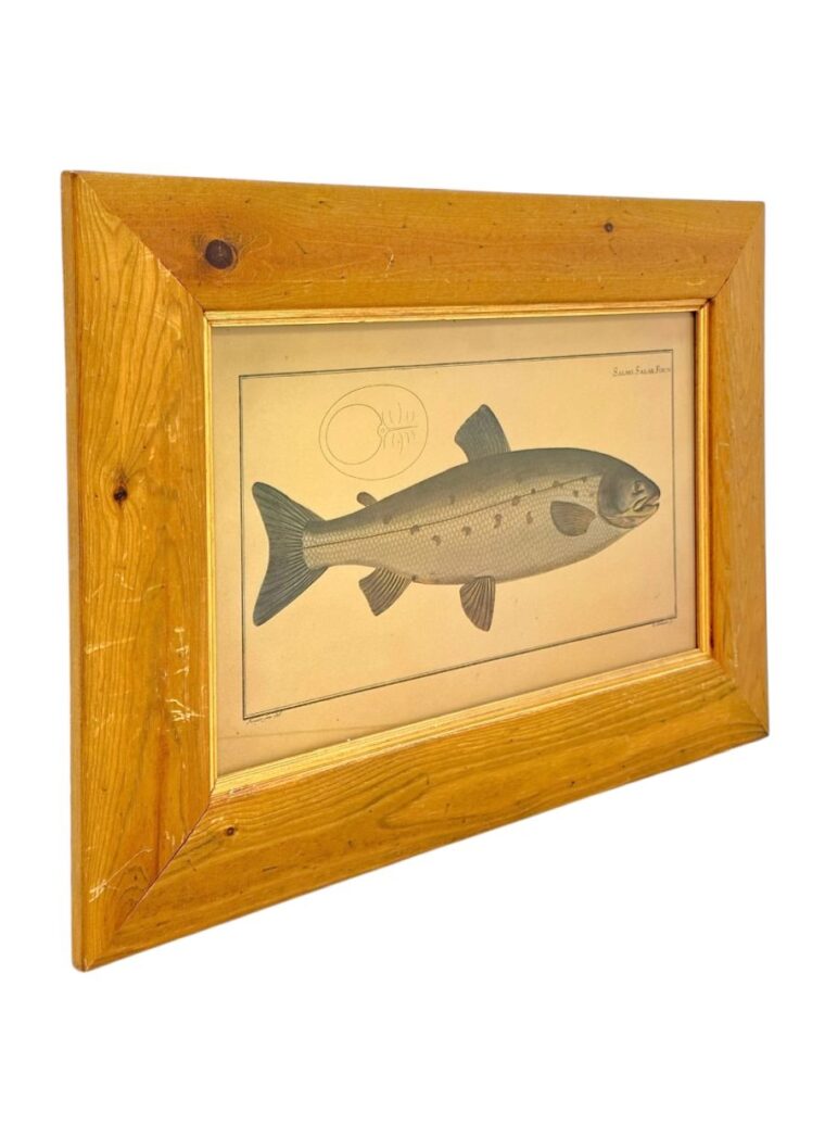 Vintage Framed Atlantic Salmon Print - Image 2