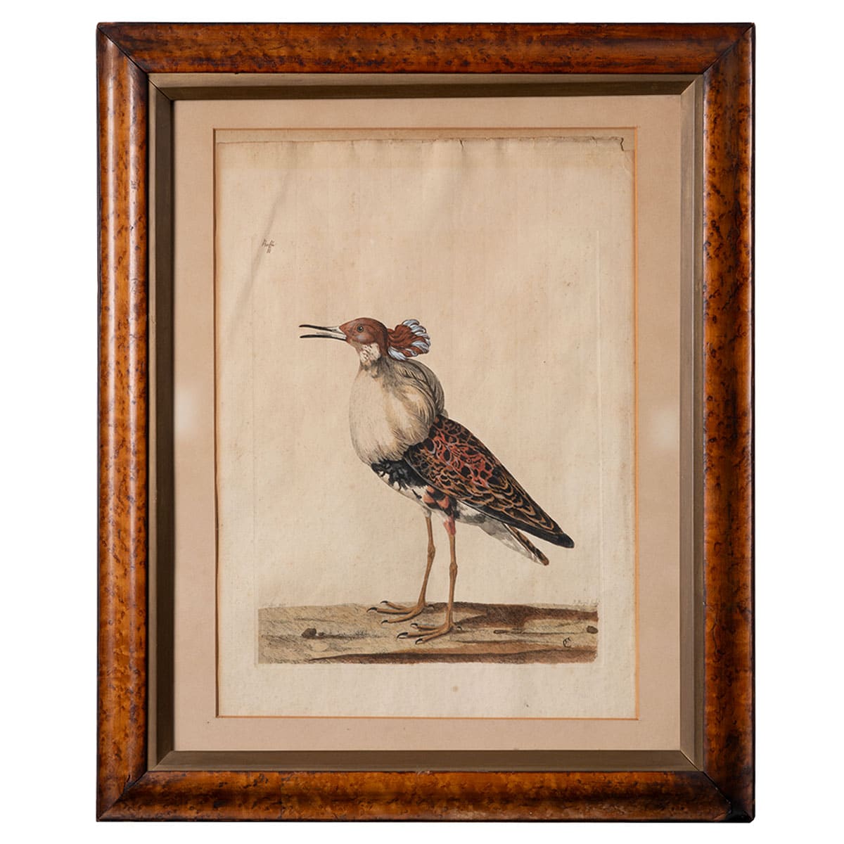 Antique Colored Engraving of a Male Ruff