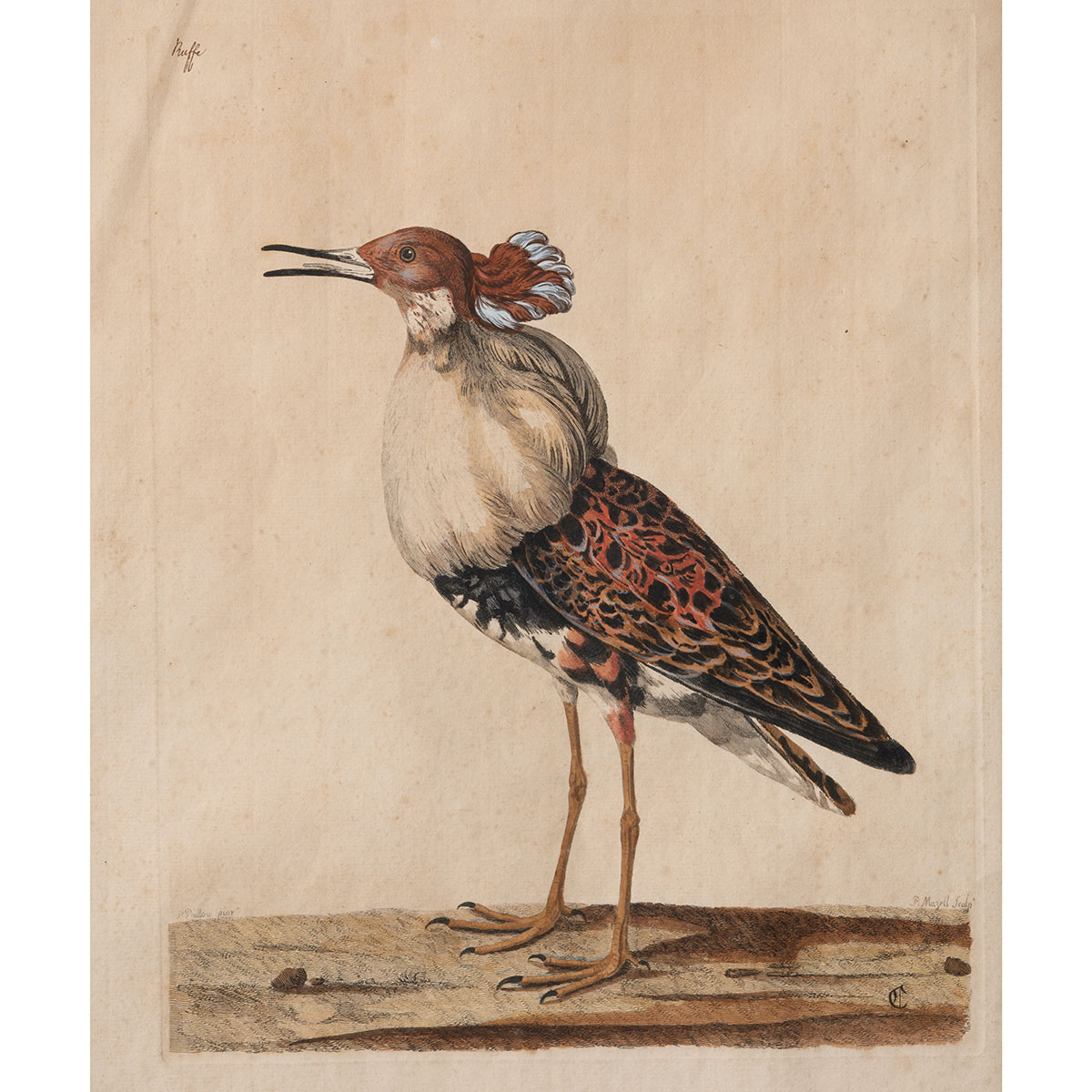 Antique Colored Engraving of a Male Ruff - Image 2