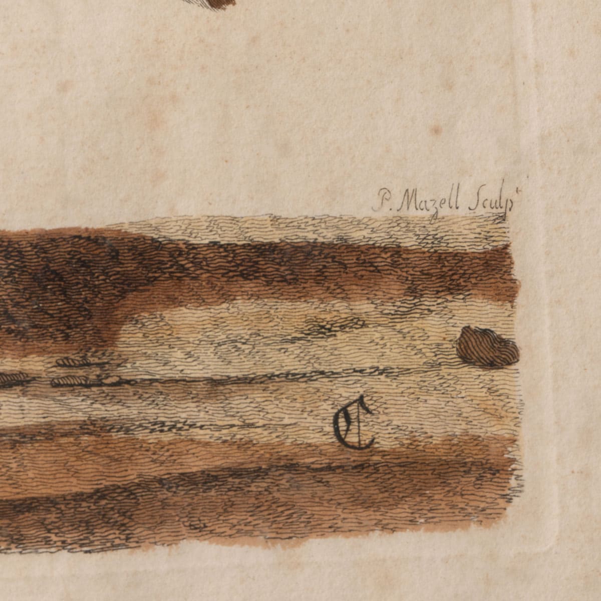 Antique Colored Engraving of a Male Ruff - Image 4