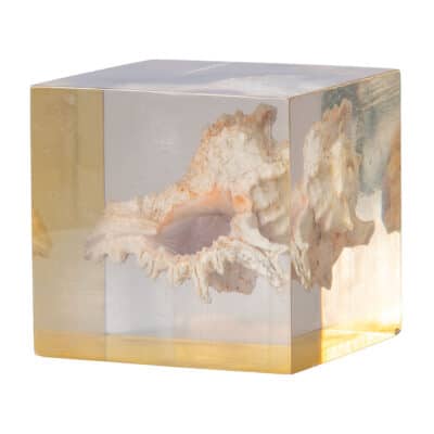 Vintage Ramose Murex Seashell Acrylic Cube