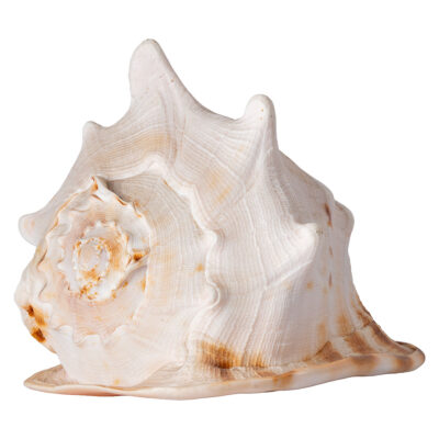 Large Vintage Sea Shell