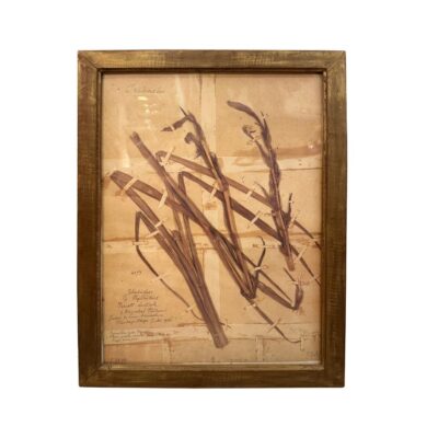 Vintage French Framed Plant Study #1