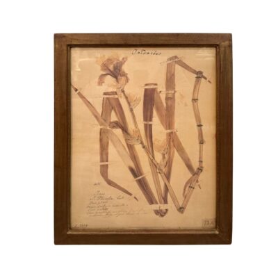 Vintage French Framed Plant Study #2
