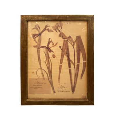 Vintage French Framed Plant Study #3