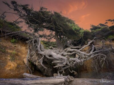 Tree of Life Original Photograph