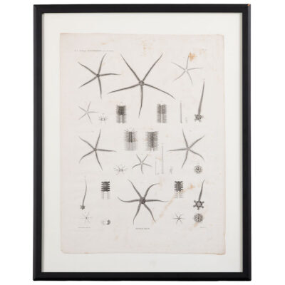 Vintage Species Ophiuroids Print